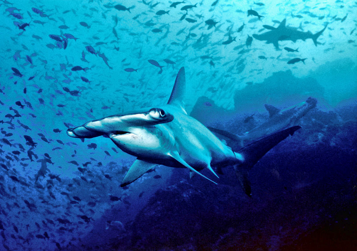 Definitive Ranking of Deadliest Sharks - STEM Jobs