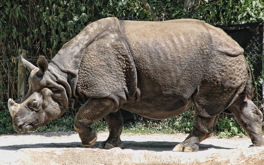 indianrhino (With images) Orrszarvú