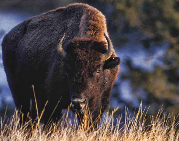 Bison hunting