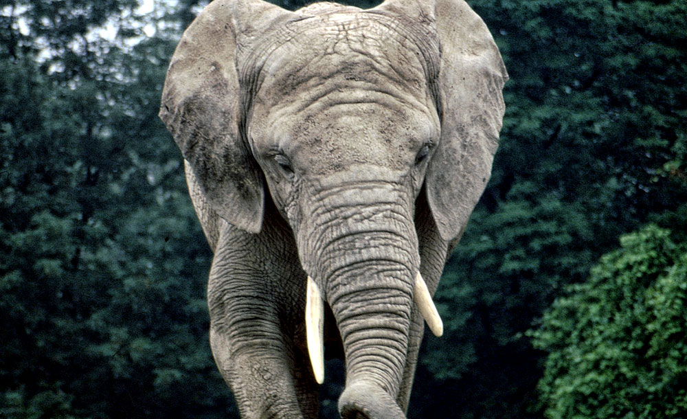 Огромный слон. Азиатский слон. Азиатский, или индийский слон (лат. Elephas Maximus). Elephas Maximus indicus. G elephant