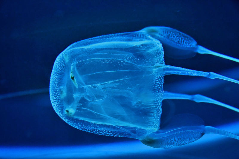 box-jellyfish.jpg