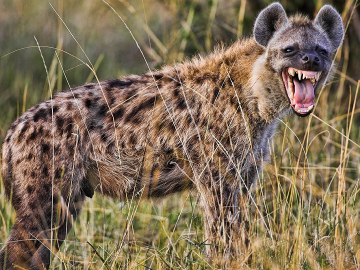 hyena-720x540.jpg