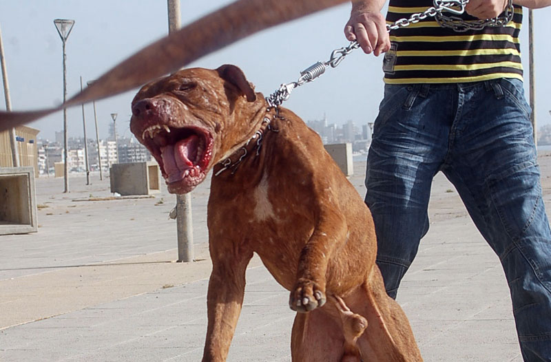 10 Most Dangerous Dogs In The World Deadly Planet