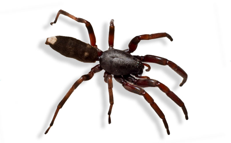 Australian Venomous Spiders Chart